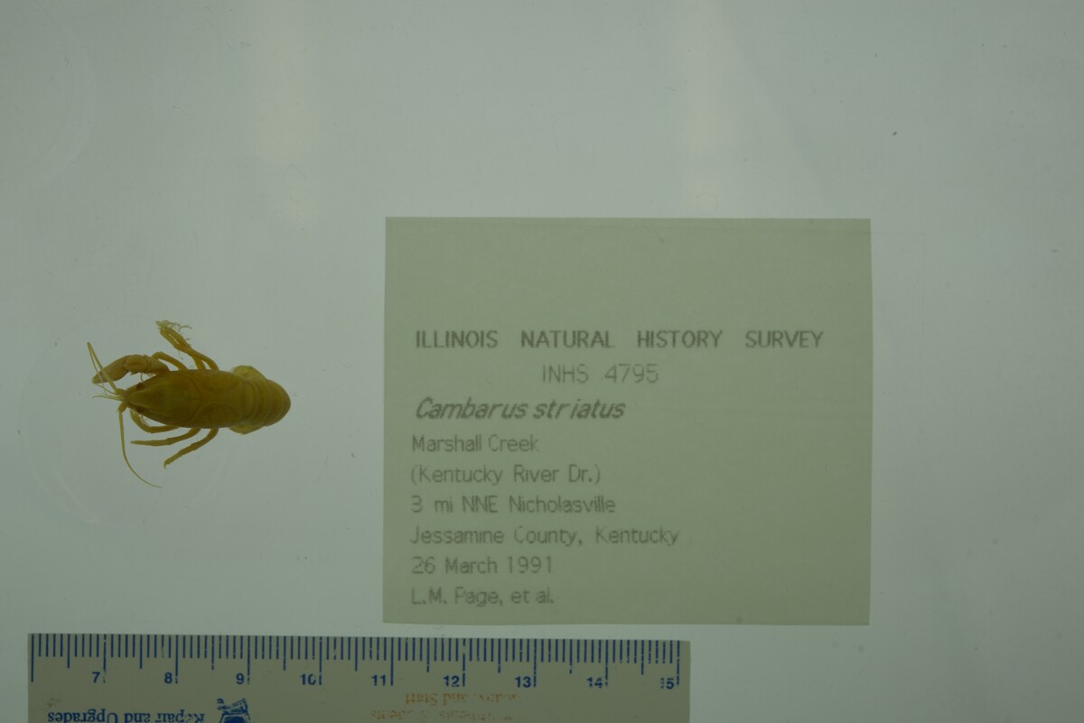 Cambarus striatus image